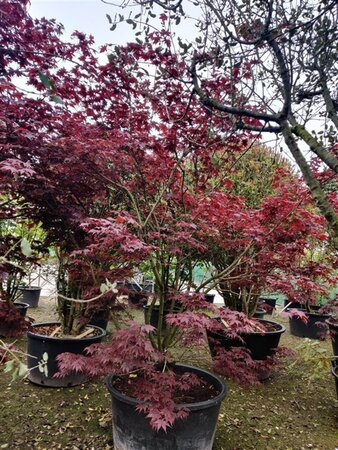Acer pal. 'Fireglow' 300-350 cm container single - image 9