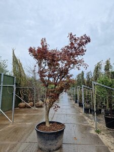Acer pal. 'Fireglow' 300-350 cm container single - image 7