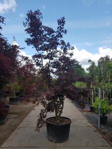 Acer pal. 'Fireglow' 300-350 cm container single - image 6