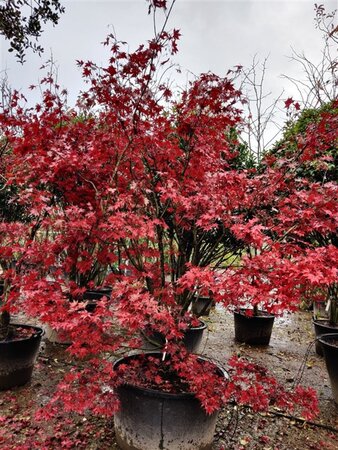 Acer pal. 'Fireglow' 300-350 cm container single - image 3