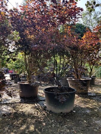 Acer pal. 'Fireglow' 300-350 cm container single - image 2