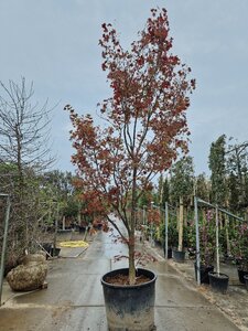 Acer pal. 'Fireglow' 350-400 cm container solitair - afbeelding 2