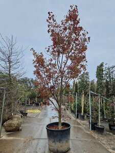 Acer pal. 'Fireglow' 350-400 cm container single