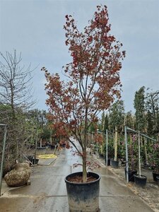 Acer pal. 'Fireglow' 350-400 cm container single - image 3