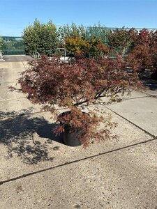 Acer pal. 'Garnet' 125-150 cm cont. 70L solitair