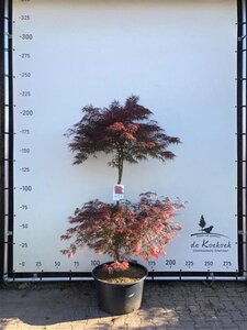 Acer pal. 'Garnet' 175-200 cm container solitair