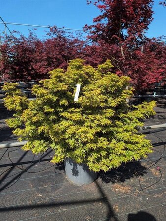 Acer pal. 'Murasaki-kiyohime' 80-100 cm cont. 35L solitair