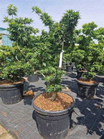 Acer pal. 'Mikawa-yatsubusa' 100-125 cm cont. 90L solitair - afbeelding 1
