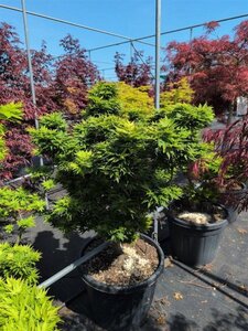 Acer pal. 'Mikawa-yatsubusa' 100-125 cm cont. 90L solitair - afbeelding 2