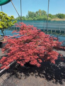 Acer pal. 'Ornatum' 125-150 cm cont. 70L solitair