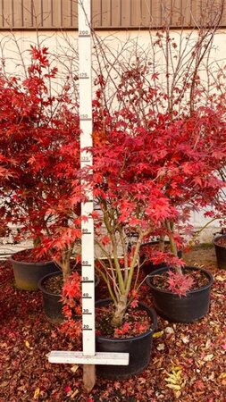 Acer pal. 'Osakazuki' 175-200 cm cont. 90L single