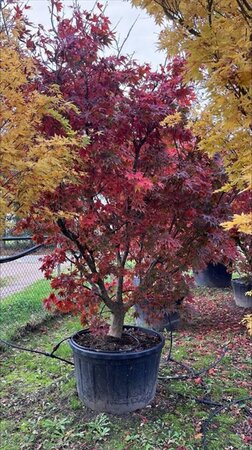 Acer pal. 'Osakazuki' 250-300 cm container single - image 2
