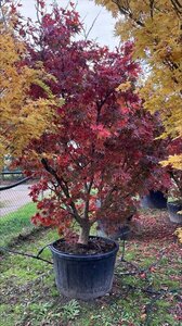 Acer pal. 'Osakazuki' 250-300 cm container single - image 2