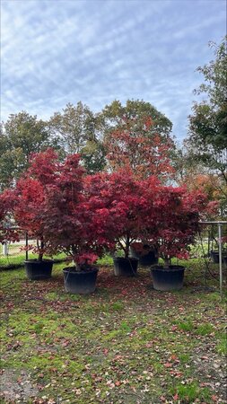 Acer pal. 'Osakazuki' 250-300 cm draadkluit solitair - afbeelding 2