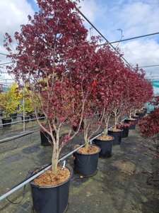 Acer pal. 'Red Emperor' 175-200 cm cont. 90L solitair