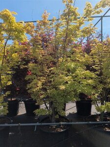 Acer pal. 'Sangokaku' 200-250 cm cont. 110L solitair