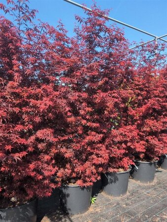 Acer pal. 'Skeeter's Broom' 200-250 cm cont. 90L solitair