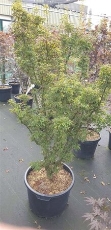 Acer pal. 'Shishigashira' 125-150 cm cont. 50L solitair