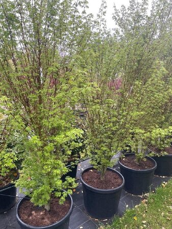 Acer pal. 'Silhouette' 200-250 cm cont. 70L solitair