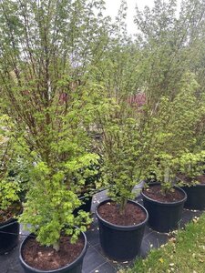 Acer pal. 'Silhouette' 200-250 cm cont. 70L single