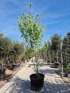 Acer rubrum 'Franksred' 250-300 cm container solitair 3-5 tak