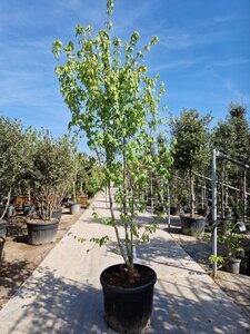 Acer rubrum 'Franksred' 250-300 cm container solitair 3-5 tak - afbeelding 2