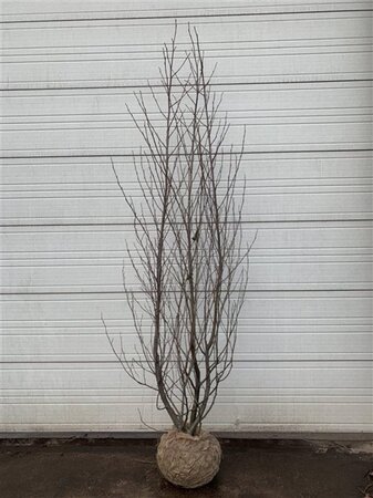 Alnus glutinosa 175-200 cm met kluit solitair