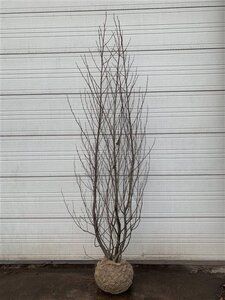 Alnus glutinosa 175-200 cm met kluit solitair
