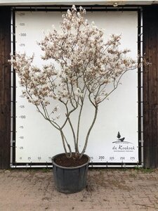 Amelanchier lamarckii 250-300 cm container solitair extra
