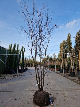 Amelanchier lamarckii 250-300 cm draadkluit solitair - afbeelding 2