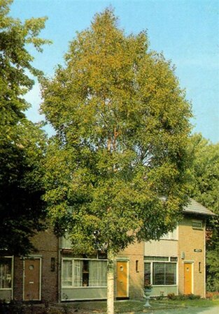 Betula utilis 'Doorenbos' 400-450 cm container solitair - afbeelding 1