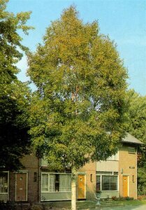 Betula utilis 'Doorenbos' 400-450 cm container solitair