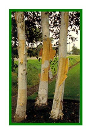 Betula utilis 'Doorenbos' 400-450 cm container solitair - afbeelding 2