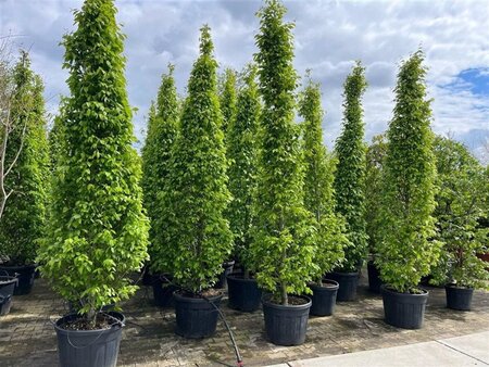 Carpinus bet. 'Fastigiata' 300-350 cm cont. 70L solitair - afbeelding 2