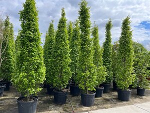 Carpinus bet. 'Fastigiata' 300-350 cm cont. 70L solitair