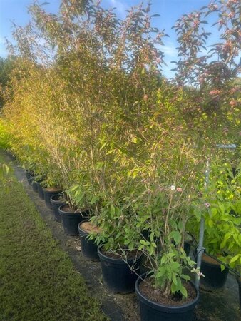 Callicarpa bod. 'Profusion' 200-250 cm cont. 45L solitair