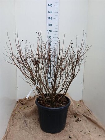 Cephalanthus occidentalis 80-100 cm cont. 35L solitair