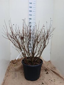 Cephalanthus occidentalis 80-100 cm cont. 35L solitair