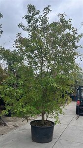 Chionanthus retusus 400-450 cm container solitair extra