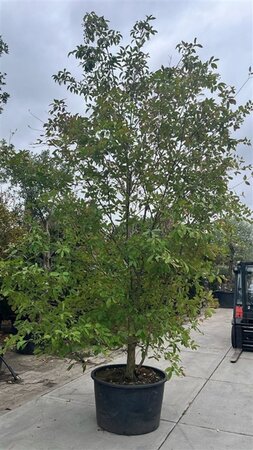 Chionanthus retusus 400-450 cm container single extra