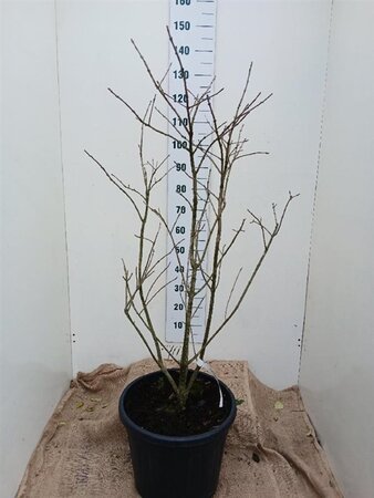 Chionanthus virginicus 125-150 cm cont. 35L solitair