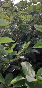 Cornus alba 150-175 cm met kluit struik solitair