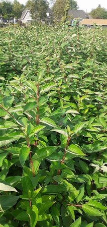 Cornus alba 150-175 cm met kluit struik solitair - afbeelding 2