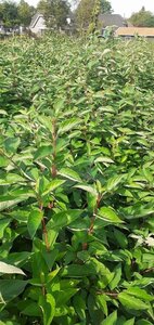 Cornus alba 150-175 cm met kluit struik solitair - afbeelding 2