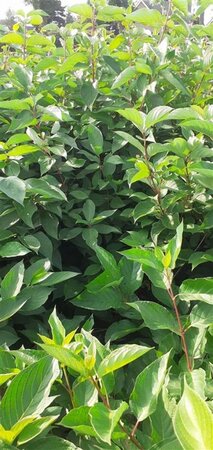 Cornus alba 150-175 cm met kluit struik solitair - afbeelding 3