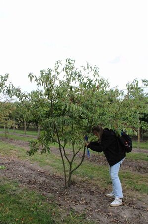 Cornus alternifolia 250-300 cm draadkluit - afbeelding 5