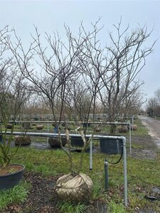 Cornus alternifolia 250-300 cm draadkluit - afbeelding 6