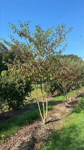 Cornus alternifolia 250-300 cm draadkluit
