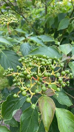 Cornus alternifolia 250-300 cm draadkluit - afbeelding 2