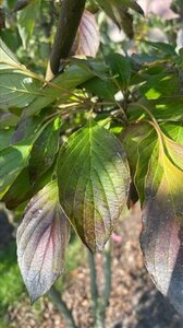 Cornus alternifolia 250-300 cm draadkluit - afbeelding 3